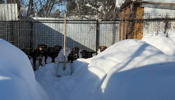 Свора собак напала на дедушку в Васильево &ndash; фото и видео 09/02/2026 &ndash; Новости