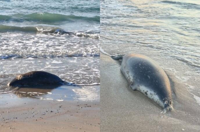 Более ста мертвых тюленей обнаружили в Мангистауской области