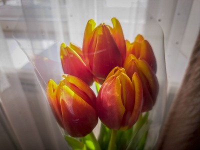 Приморцы стали реже дарить подарки на День влюбленных