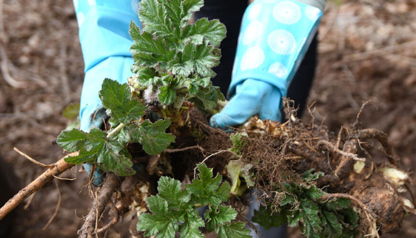В Высокогорском районе объявлен тендер: На борьбу с борщевиком Сосновского потратят 11,6 млн 13/04/2026 &ndash; Новости