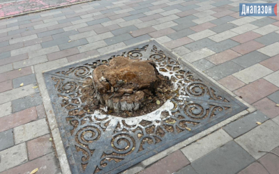 Три взрослых дерева срубили в центре города. Акимат объяснил почему