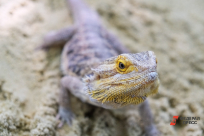 Игуана устроила потоп в гостях: тюменский юрист рассказал, кто возместит ущерб