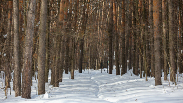 Неизвестный хищник растерзал пенсионерку, гулявшую в лесу &ndash; подробности 09/02/2026 &ndash; Новости