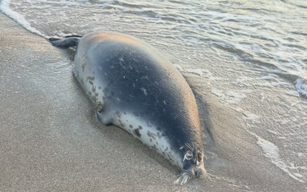 И вновь начинается мор?