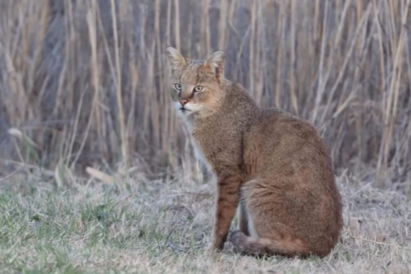 Камышовый кот — редкий гость в объективе: уникальные кадры из резервата «Акжайык»