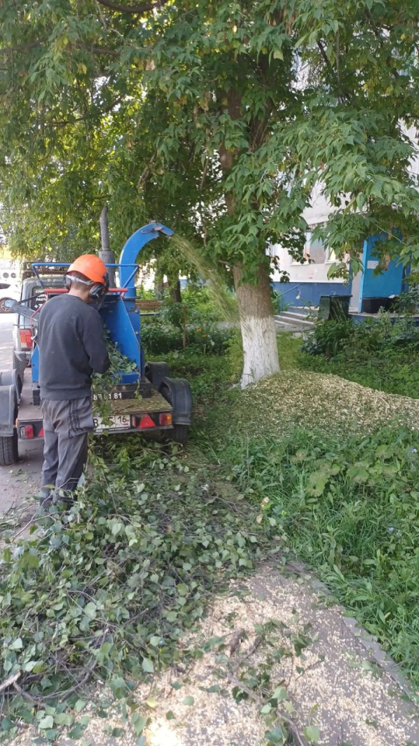 Договориться с УК можно: в 17 комплексе спилили пять деревьев
