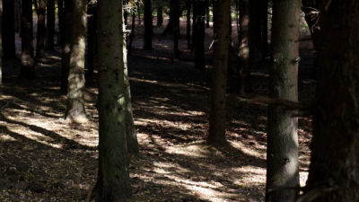 Тело закопал в лесопосадке: казанец жестоко убил рабочего во время застолья 25/04/2026 &ndash;