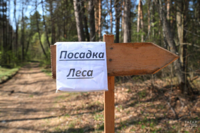В Татарстане проведено лесовосстановление на площади 1200 гектаров