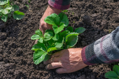 Уход за клубникой после зимы: 5 шагов к богатому урожаю