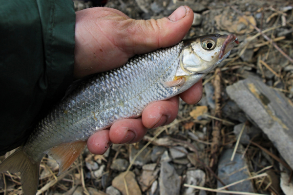 Вобла оказалась на грани исчезновения по одной причине