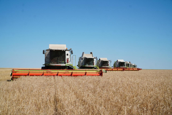 Акмолинские аграрии намолотили более 6 млн тонн зерна