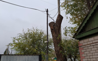 Пост от читателя. Помогли спилить деревья, освободили провода