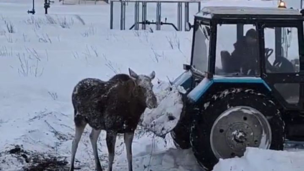 В Татарстане из снежного плена спасли двух лосей