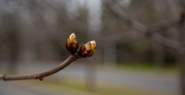 Психолог Вайнер назвала весеннее обострение закономерной реакцией организма