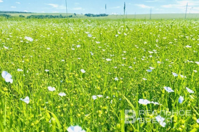 Татарстан увеличил экспорт льна до 13,8 тыс. тонн, из них 9,6 тыс. &mdash; в Китай