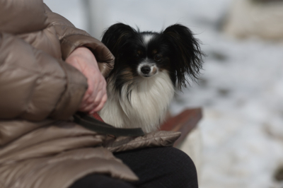 В России предложили начать чипировать домашних животных