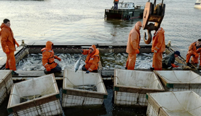 На столах россиян будет меньше лосося