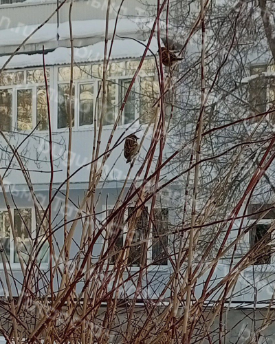 Бугульминцы могут участвовать в переписи воробьев