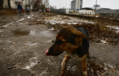 В Татарстане приняли законопроект о новых местах содержания бездомных животных