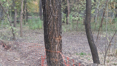 Подросток разбился на мопеде в алматинской роще Баума