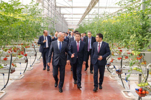 Первый урожай томатов поспел накануне зимы в современном тепличном комплексе