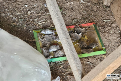Нашествие мышей парализовало жизнь трёх сёл Махамбетского района