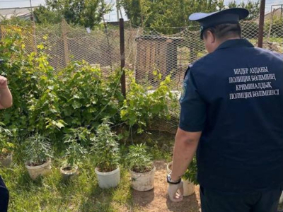 В Атырауской области задержан житель за выращивание 16 кг конопли